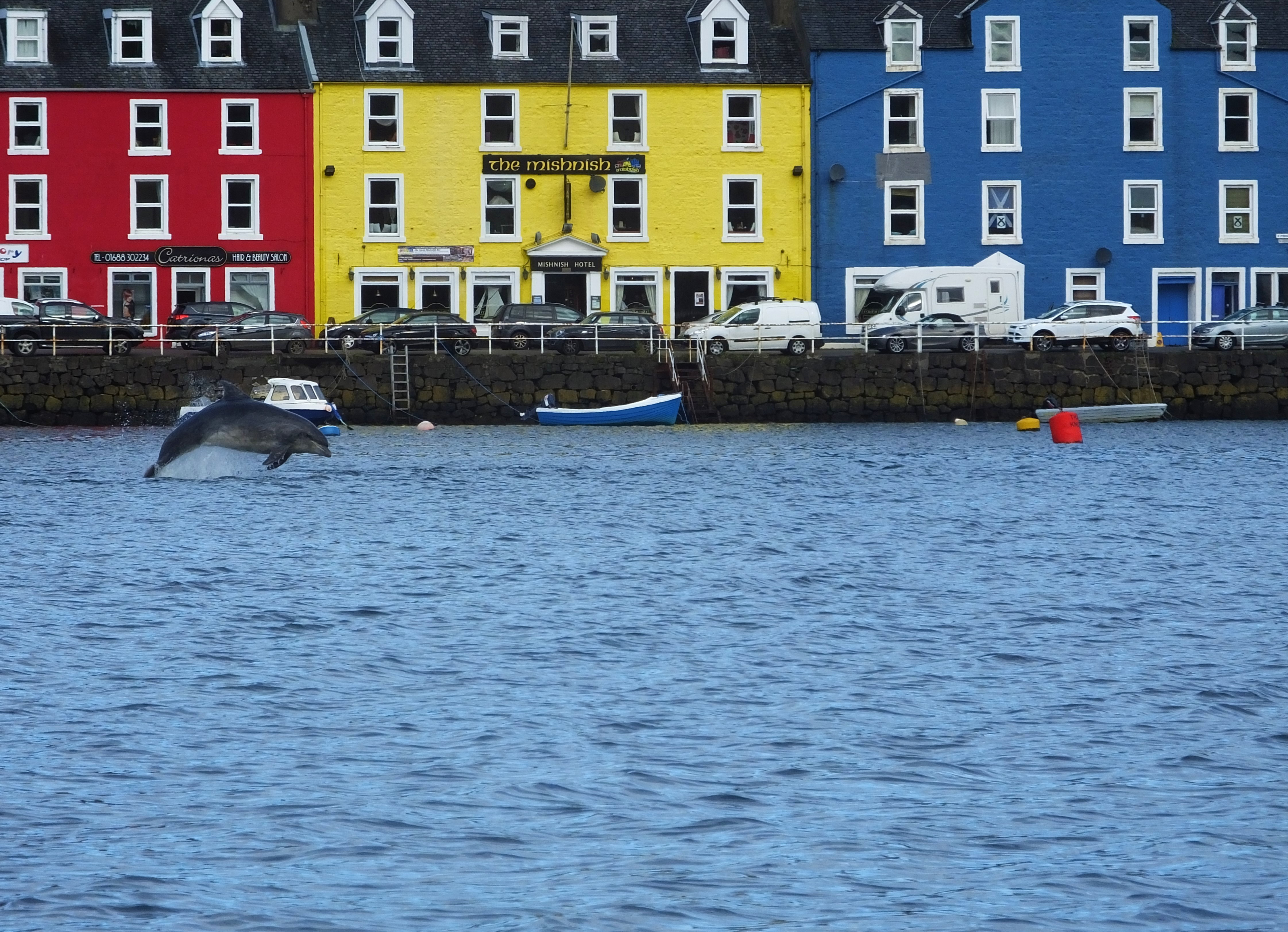 A dolphin leaping near Tobermory