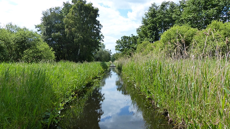 Long green reeds and trees by water at Woodwalton Fen
