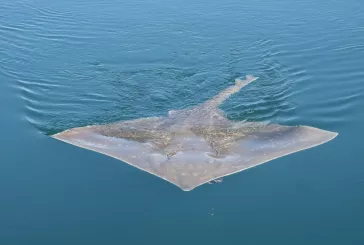 Large marine animal in water