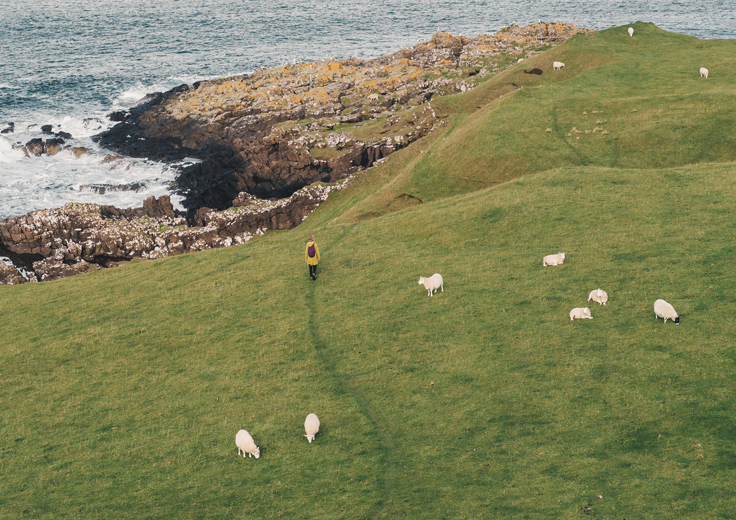 A person walking on a grass path over a field with sheep around them. A rocky cliff descends down into the sea in the distance.