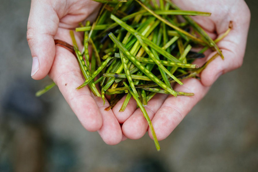  A hand holding a pile of long, green seeds