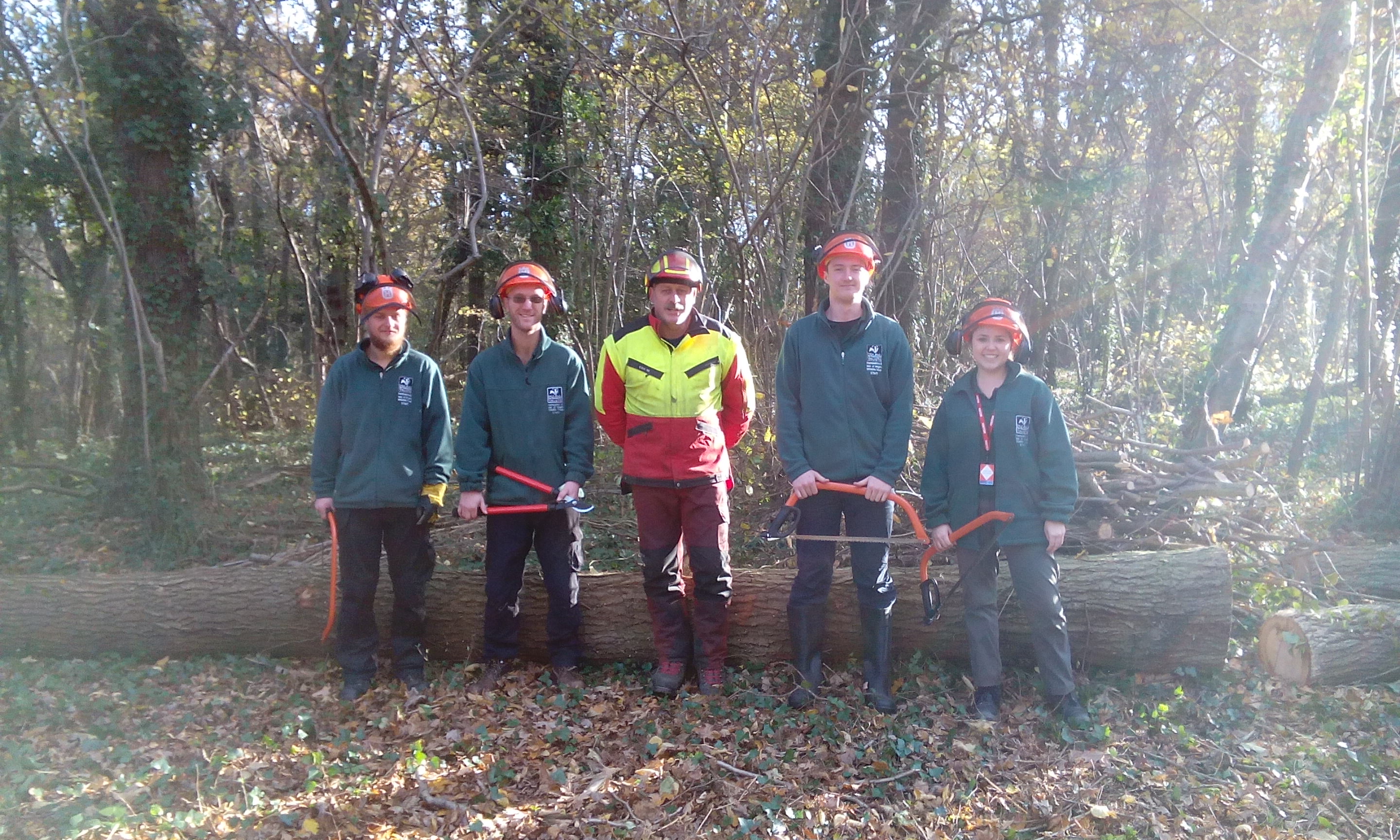 People working in woods