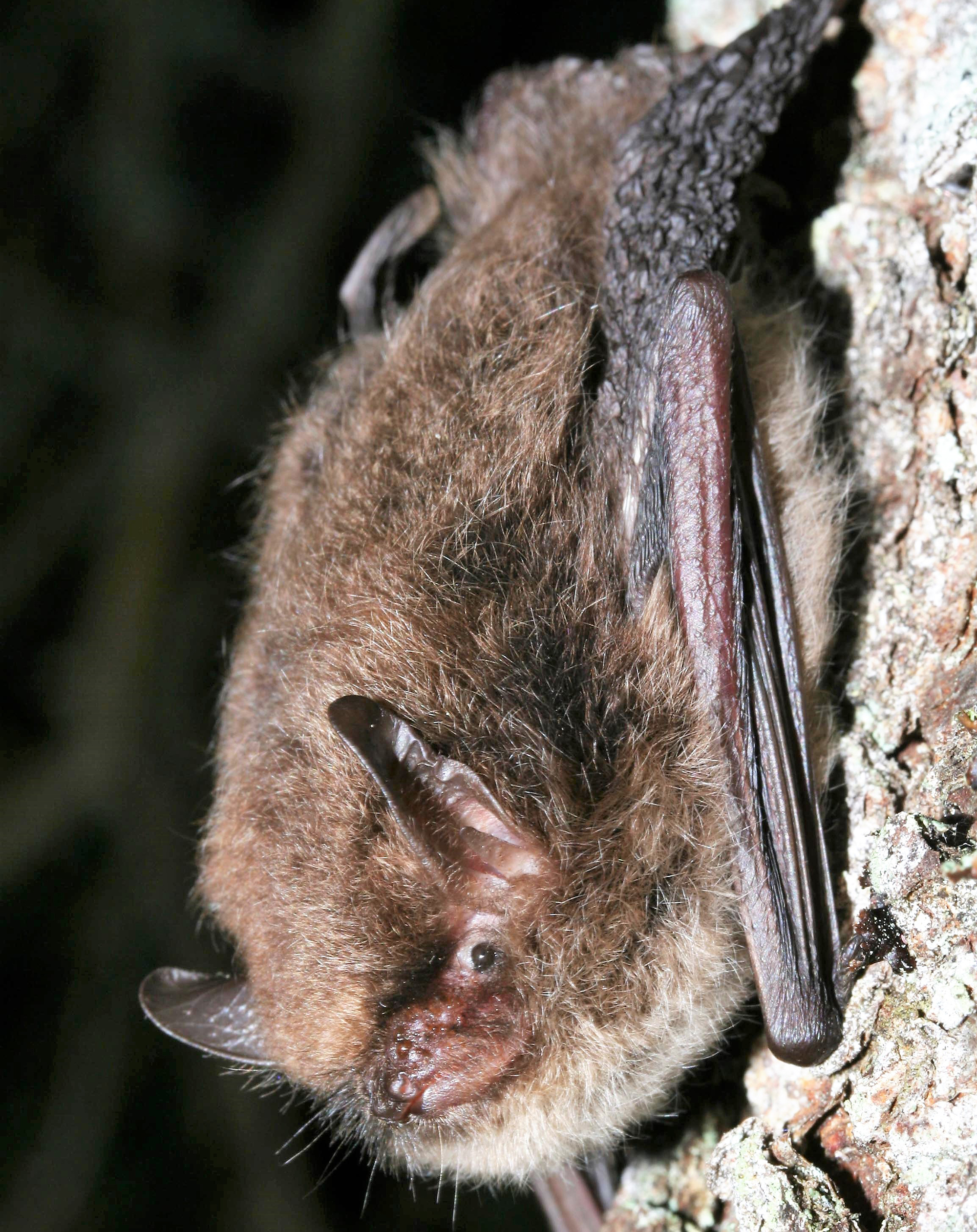 Alcathoe Bat