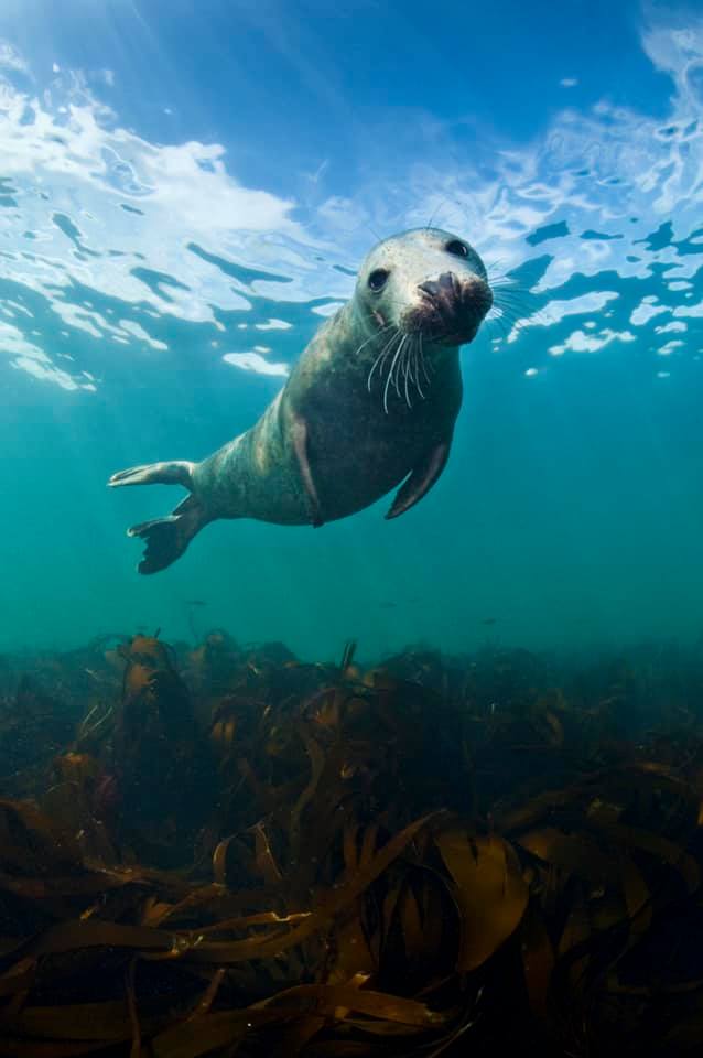 grey seal