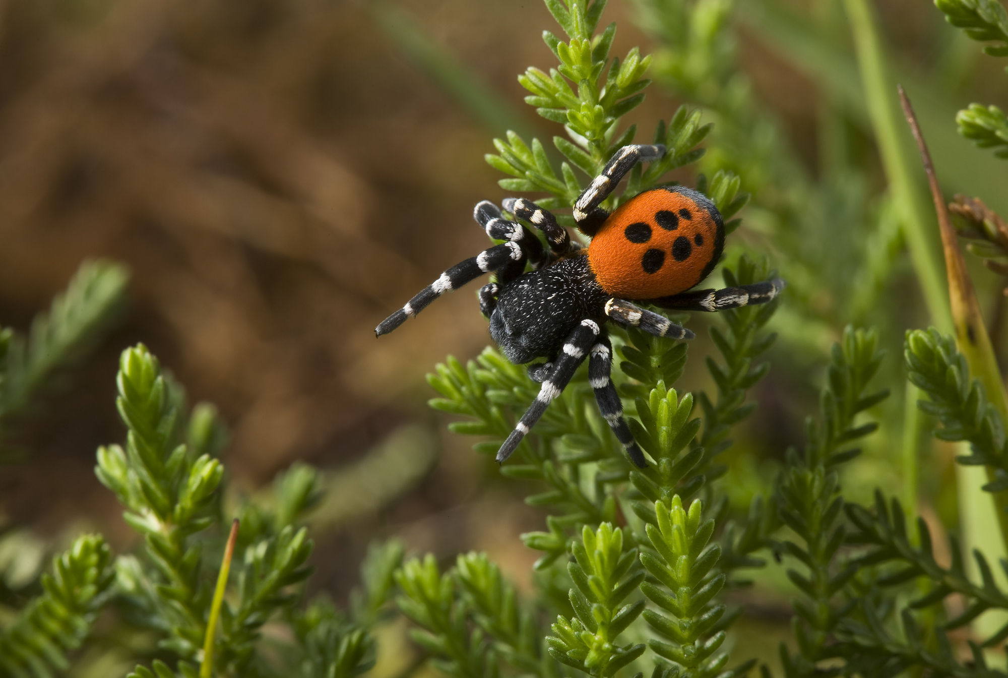 Back from the Brink Ladybird spider