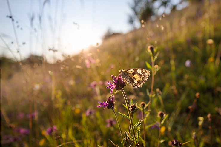 meadow