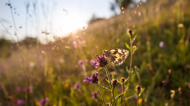 A butterfly on a flower