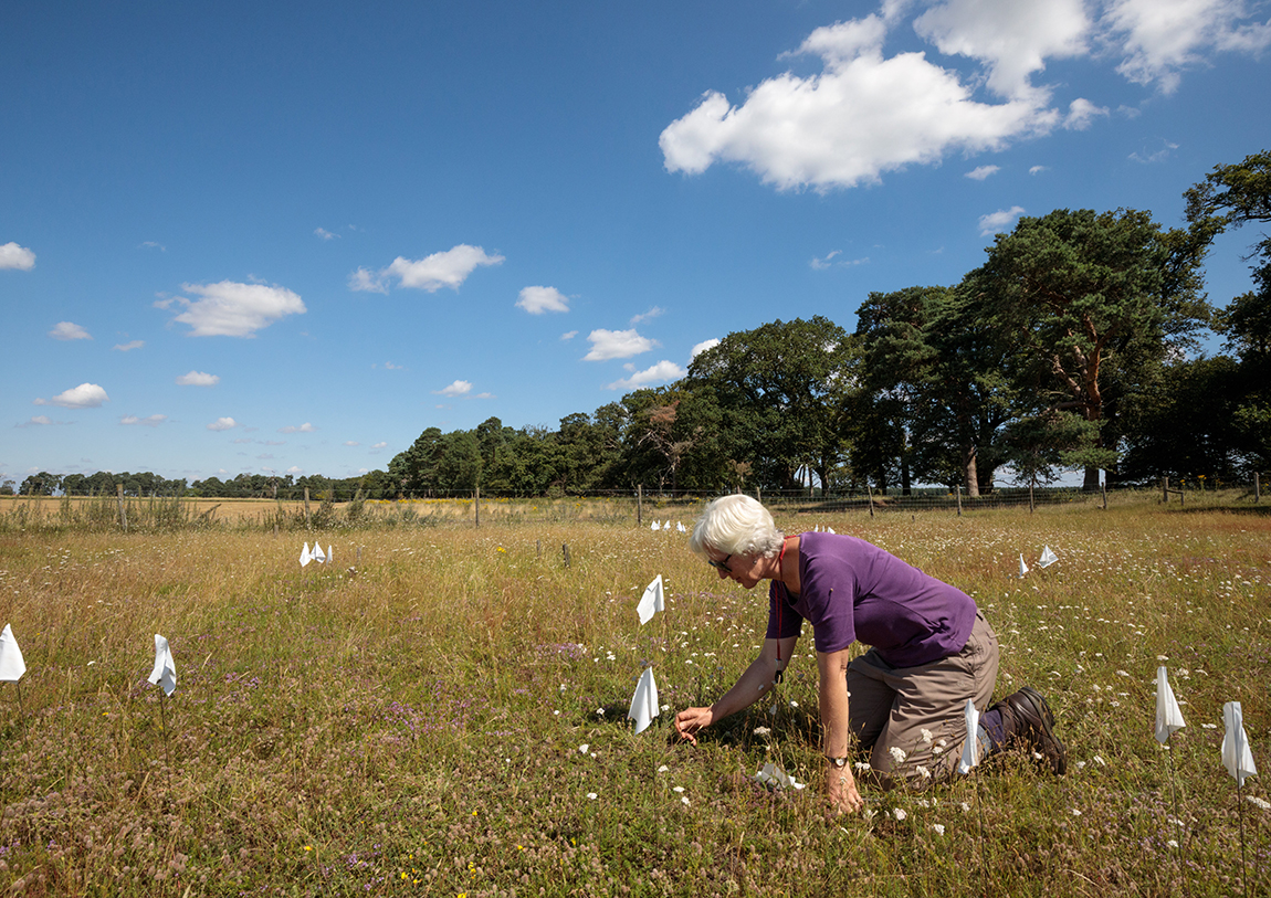 Person on their knees checking small white flags in the ground at the Shifting Sands project in Suffolk