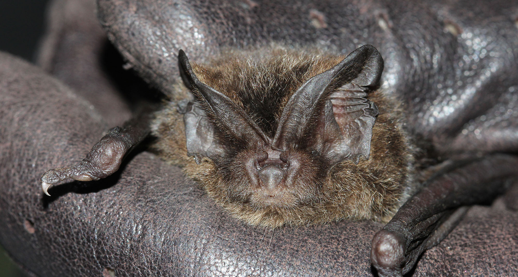 Barbastelle bat