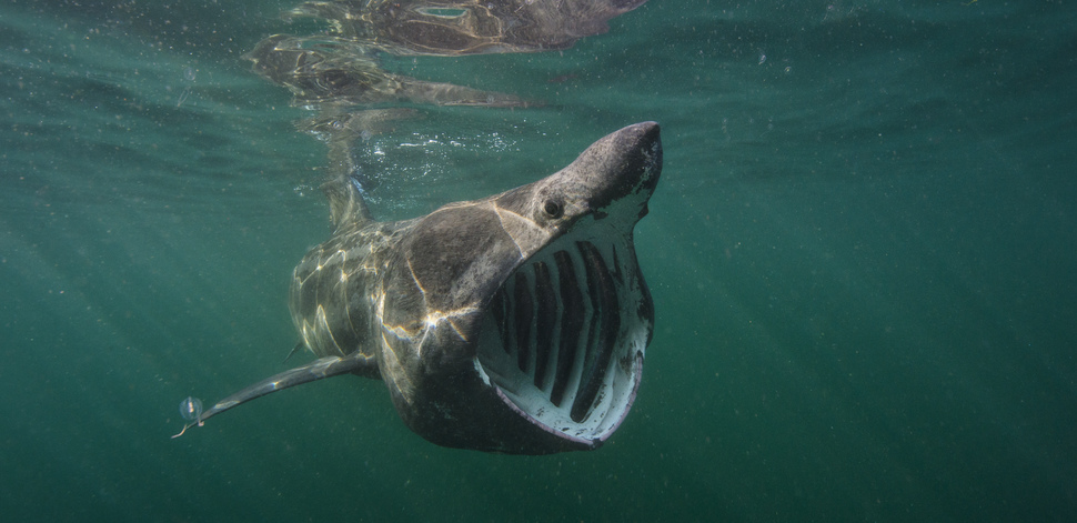 Basking shark