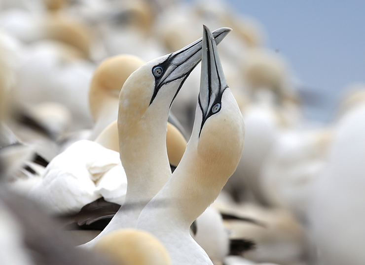 Bass Rock gannets