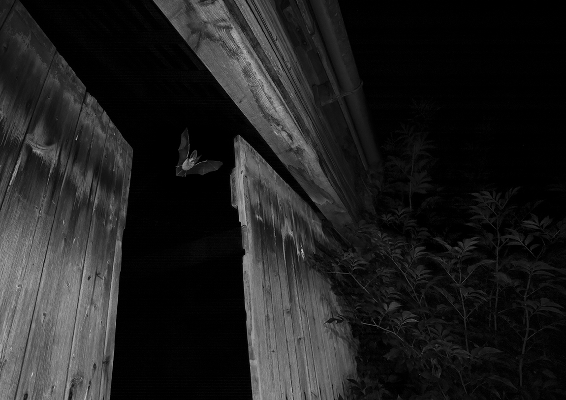 Bat flying through barn doors at night