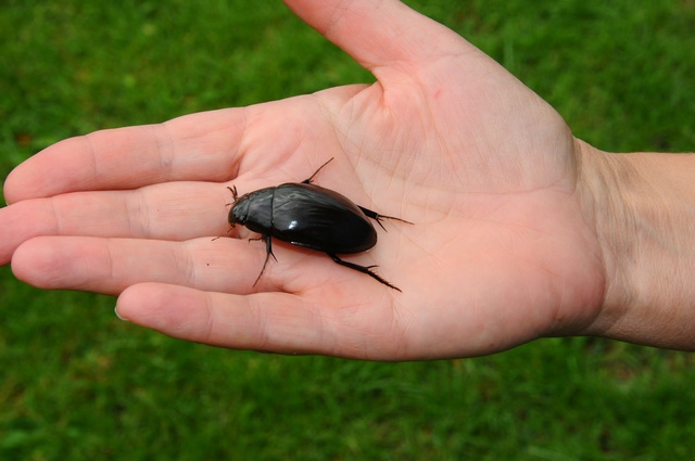 Great Silver Water Beetle