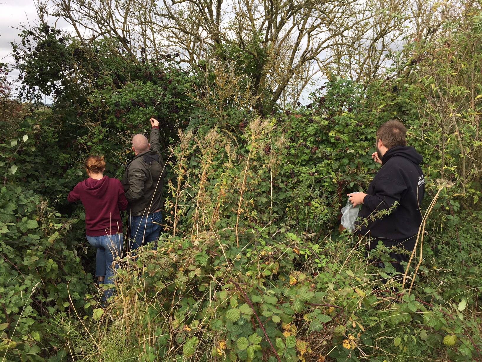 Blackberry picking 