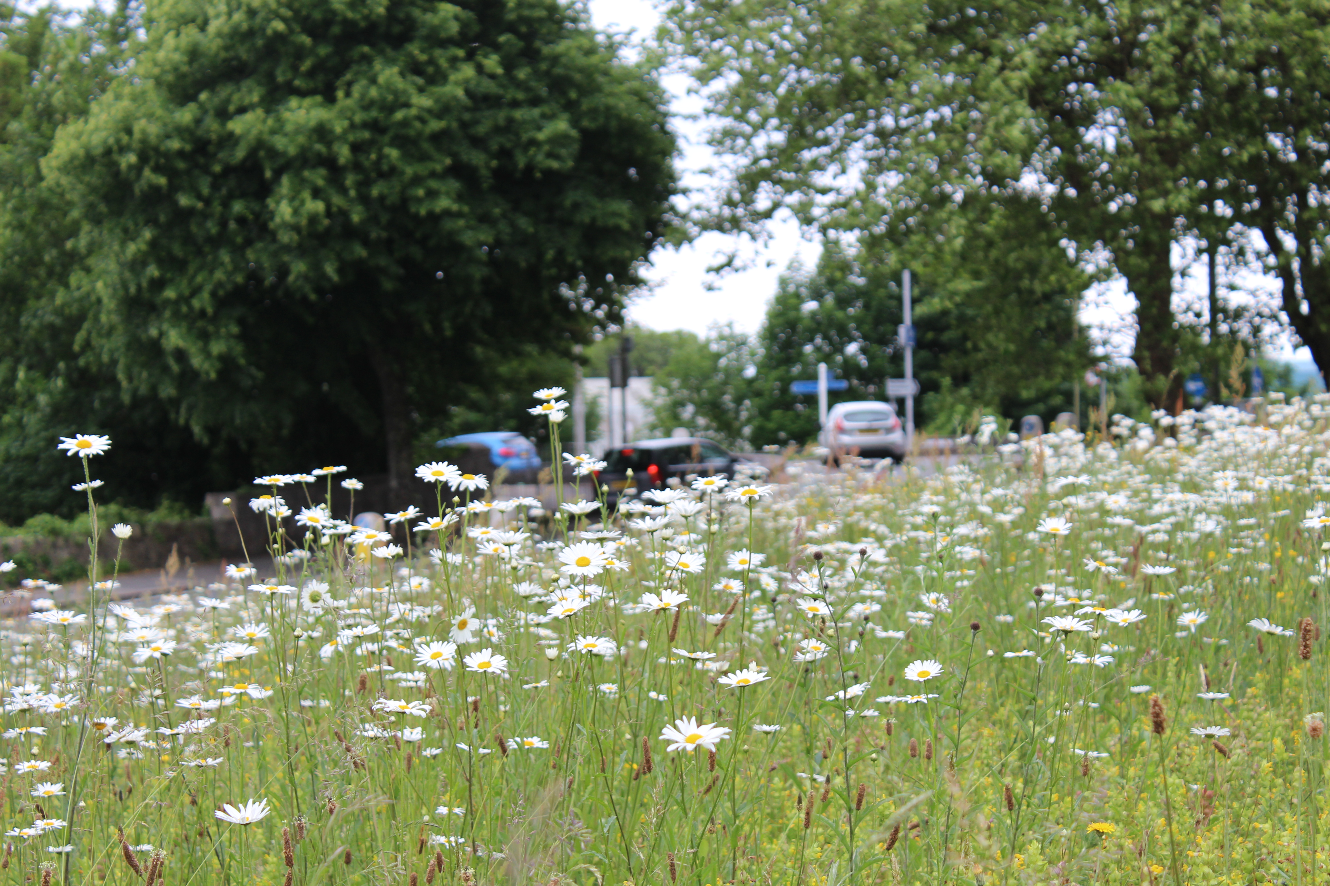 A meadow near a road