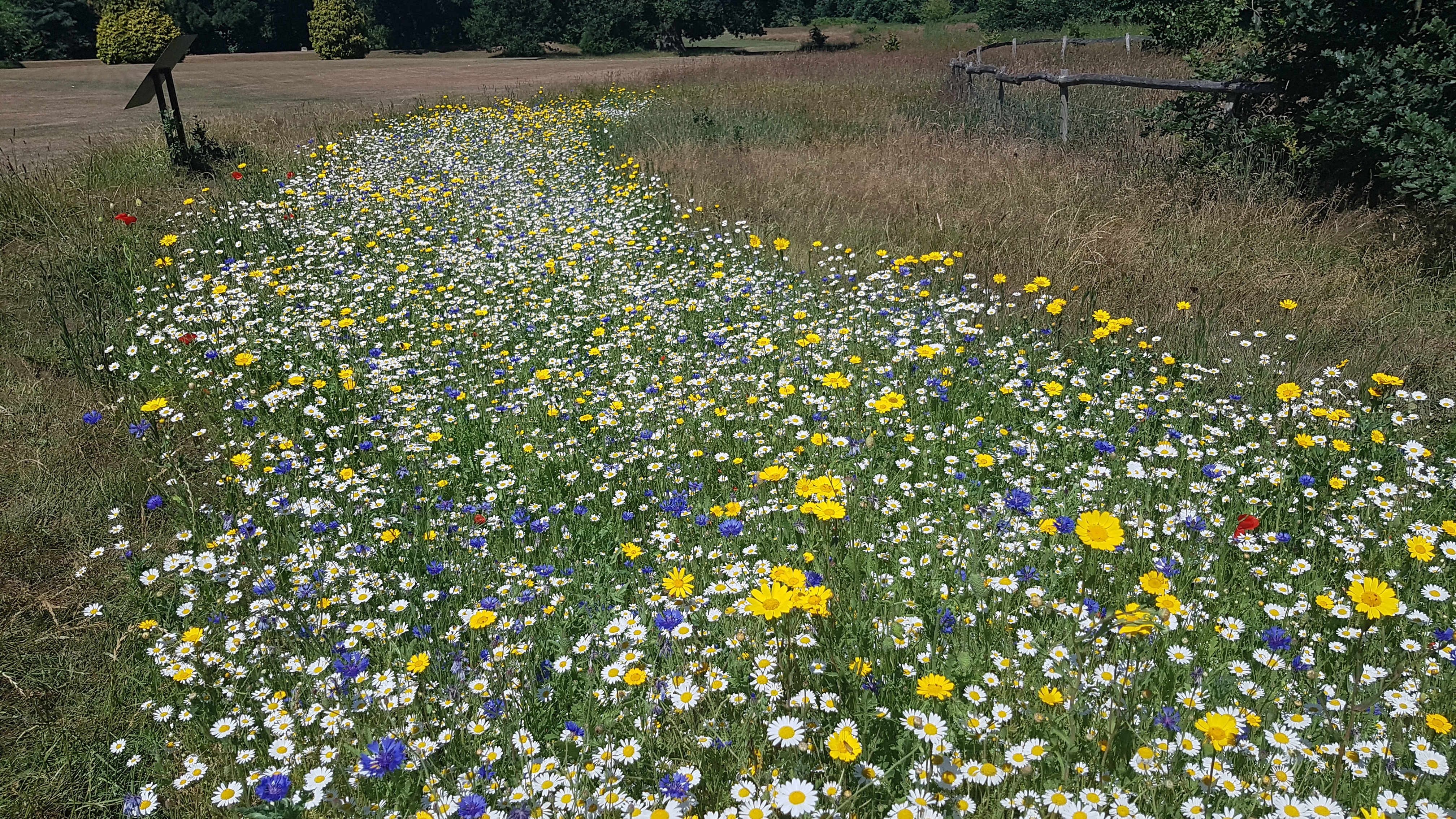 A meadow