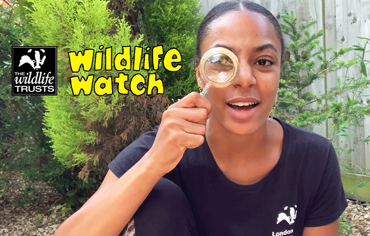 Chantelle featuring in Wildlife Watch videos on YouTube
