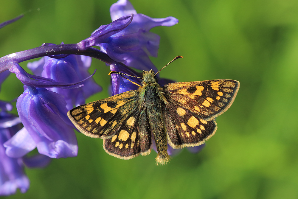 Chequred Skipper Butterfly