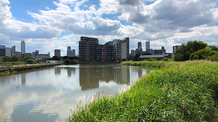 River with high-rise buildings and a reed bed.
