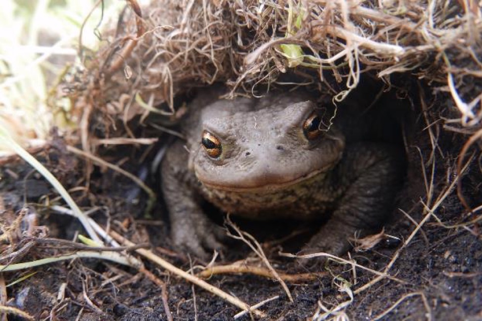 toad