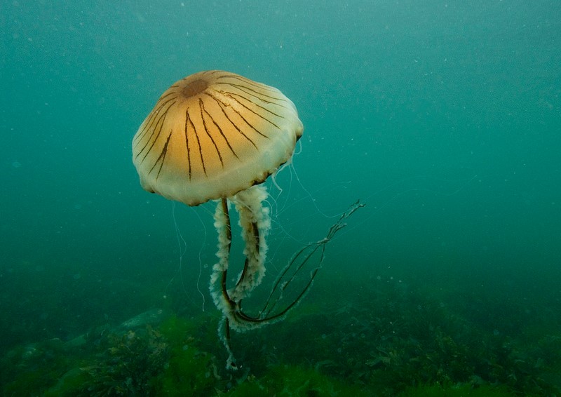 Jellyfish