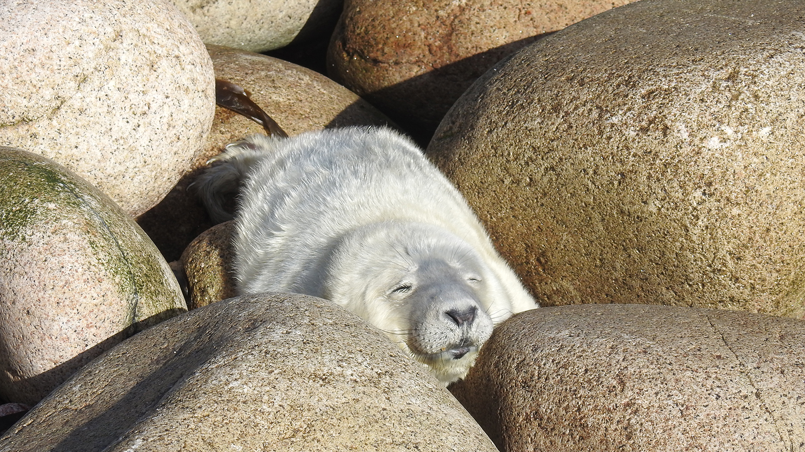 Seal lying amongst rocks