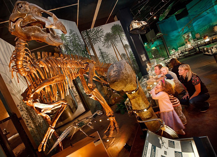 Dinosaur in museum