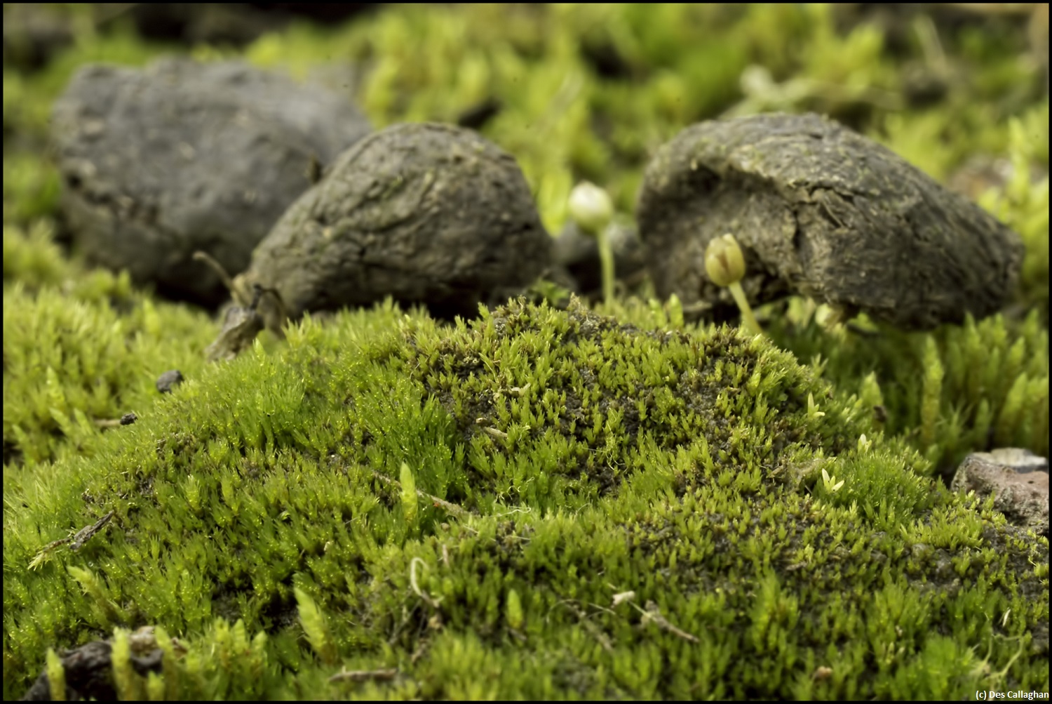 Cornish Path Moss