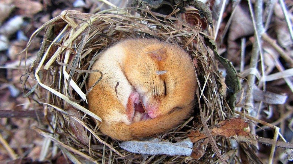 Hazel dormouse - People's Trust for Endangered Species