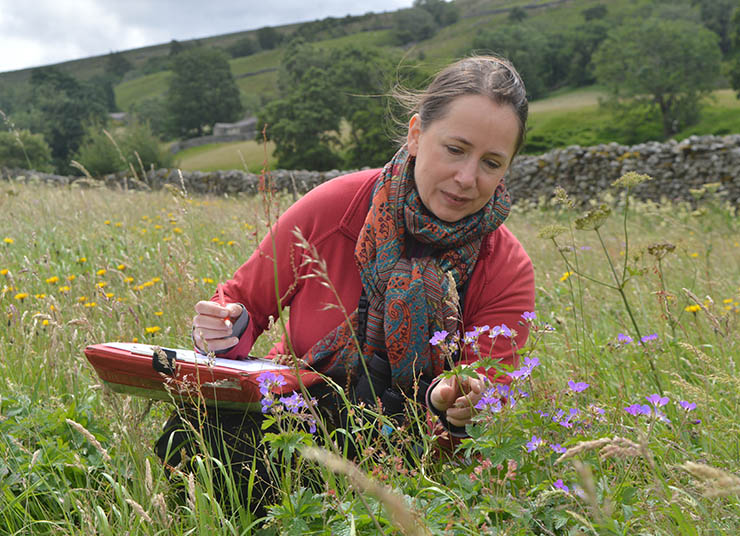 A woman inspecting a meadow
