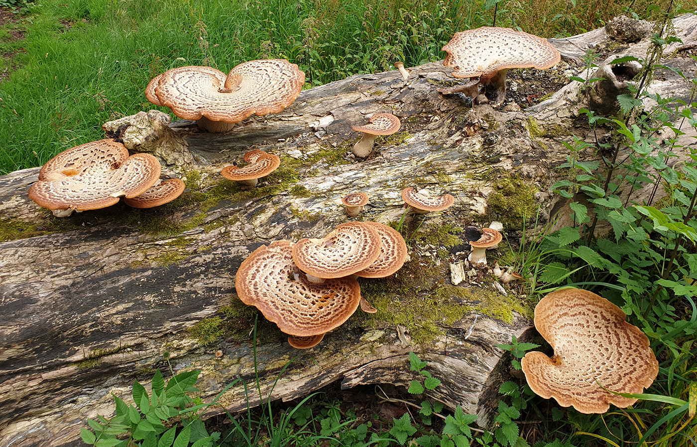 dryad's saddles mushrooms