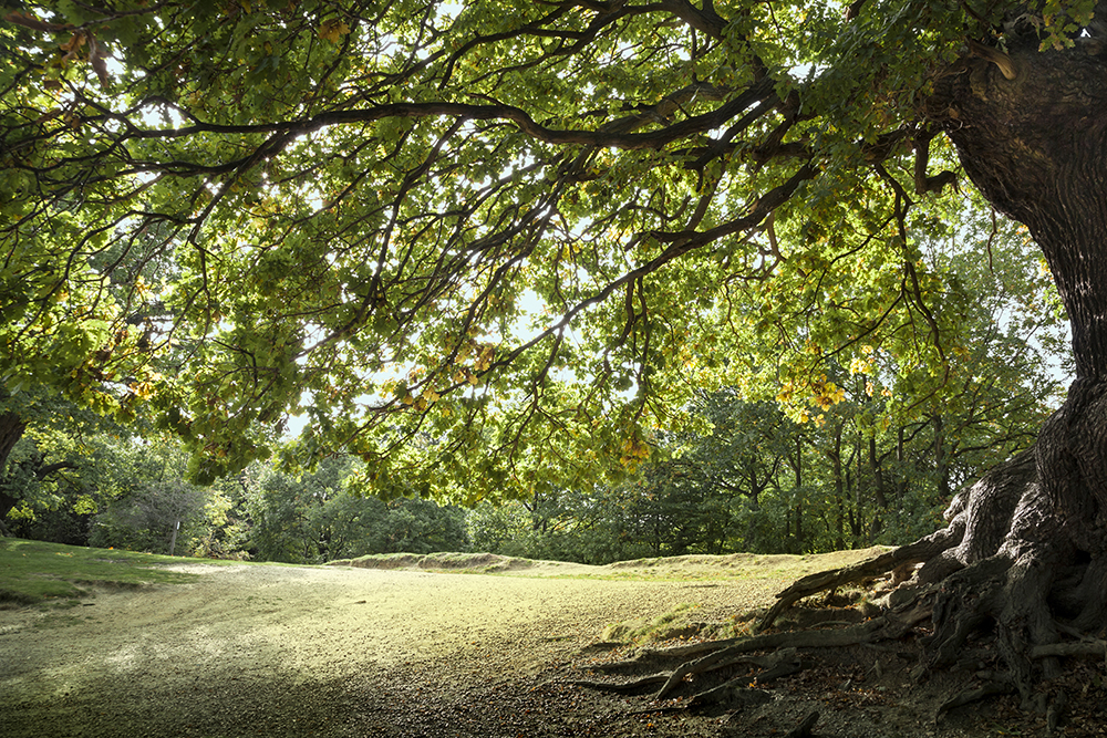 Epping Forest