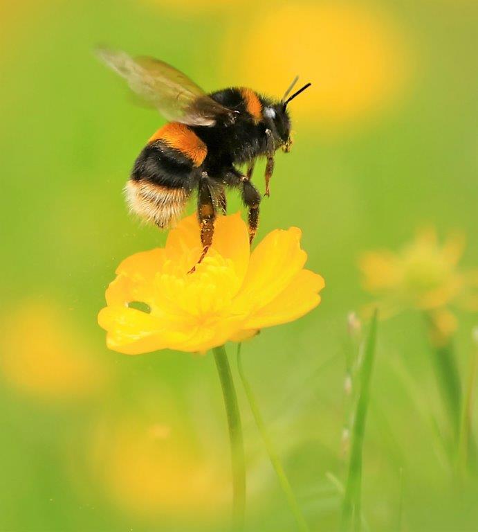 Buff Tailed Bumblebee