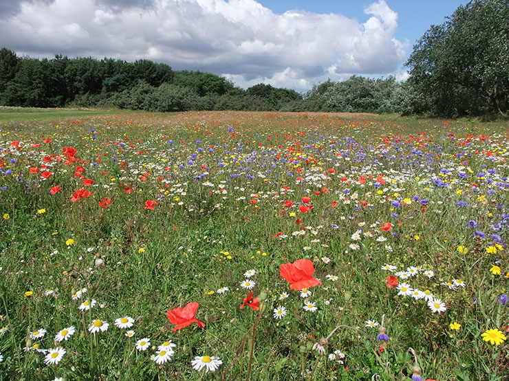 Grangepans meadow - Bridgeness Biodiversity