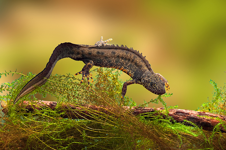 Great crested newt