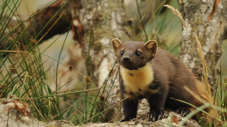 Pine Marten on a log