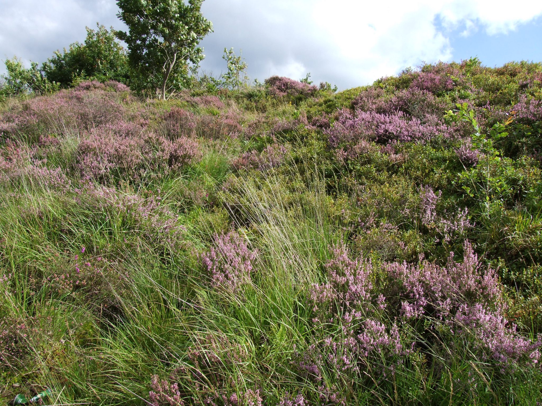 Heathland