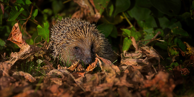 Close up of hedghog