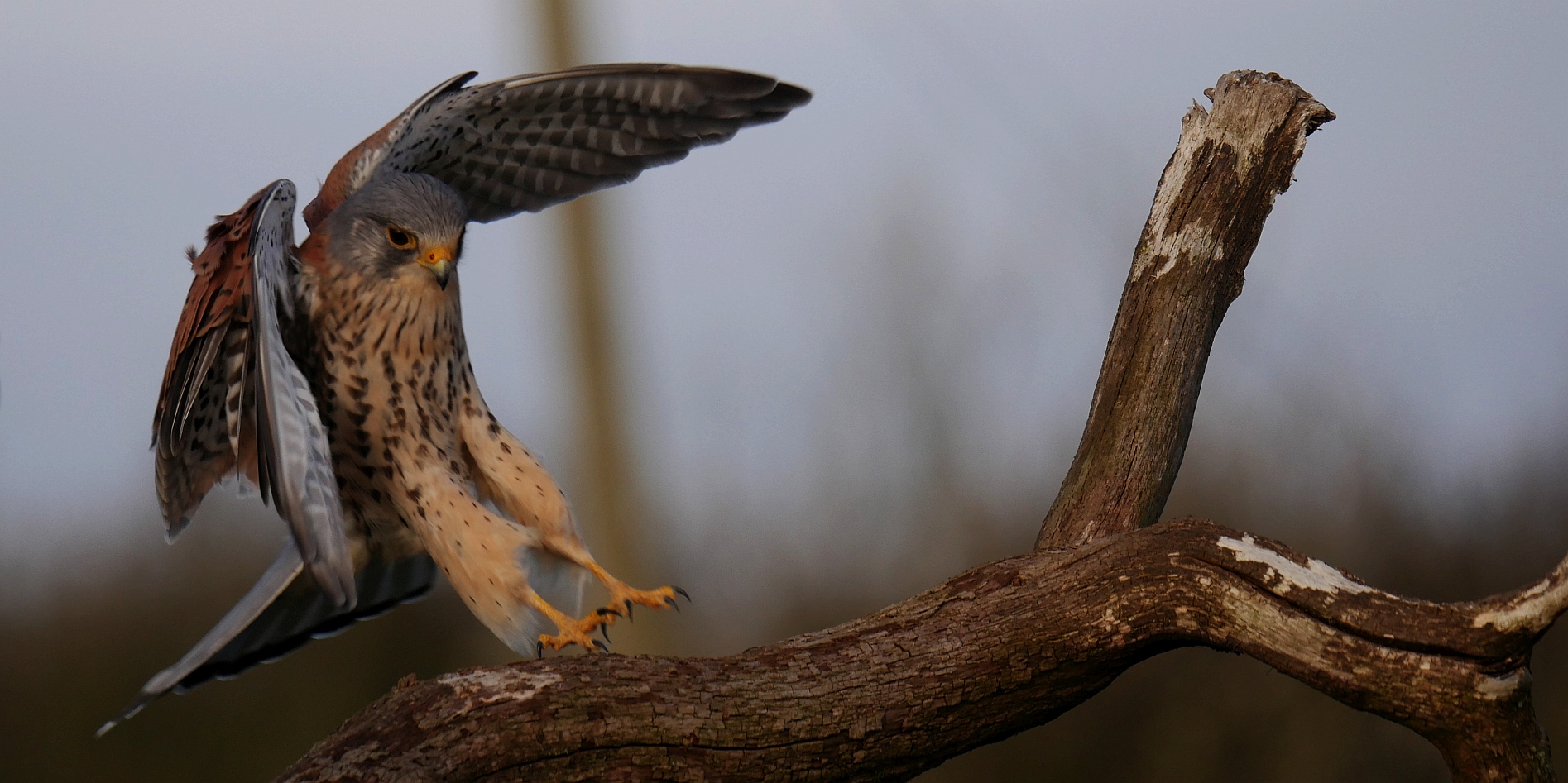 Kestrel landing