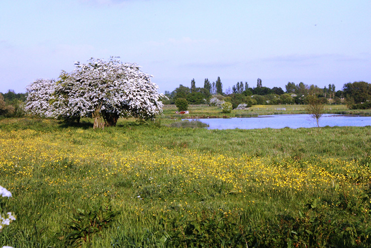 Lightshaw Meadows
