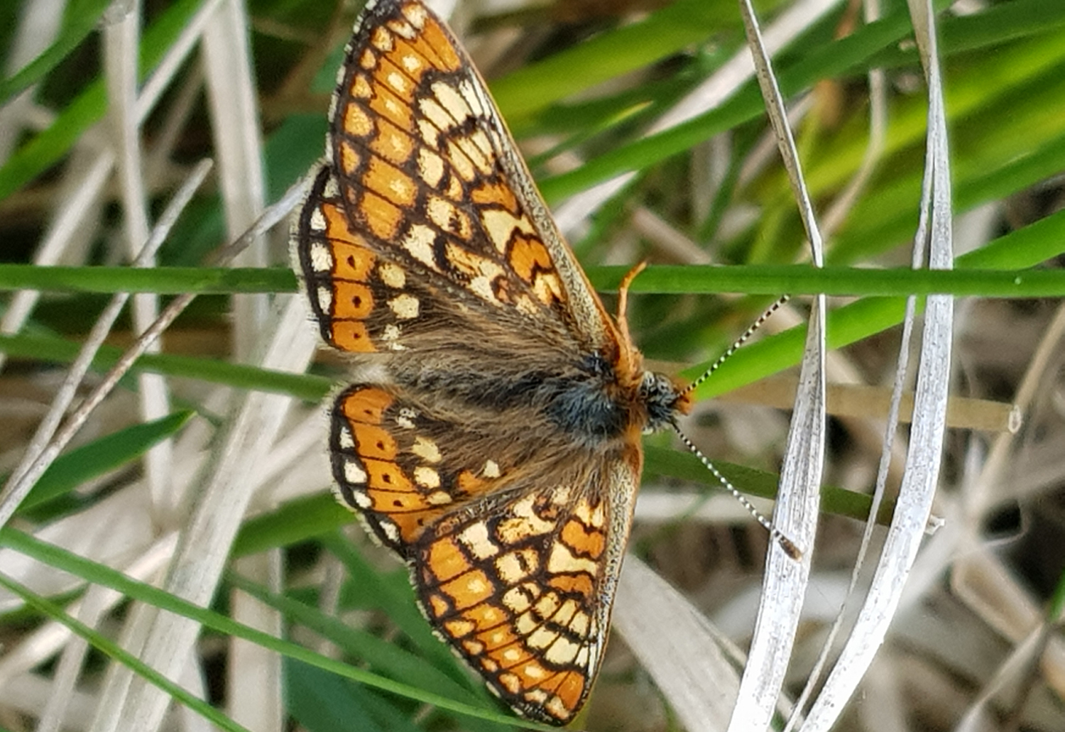 Marsh Fritillary butterflies