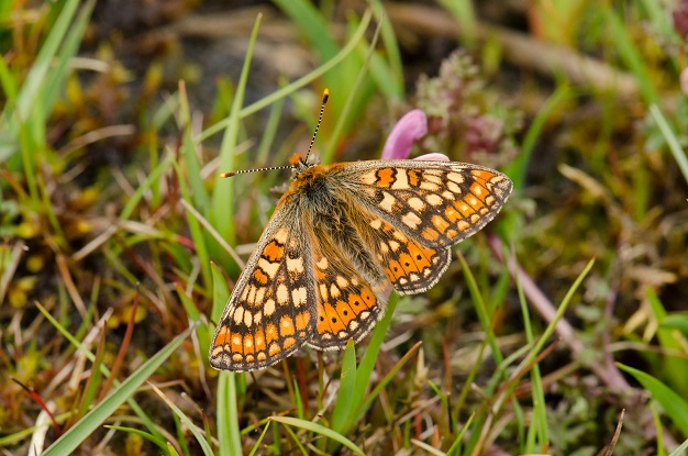 Marsh fritillary butterfly