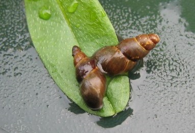 Two small snails on a wet leaf
