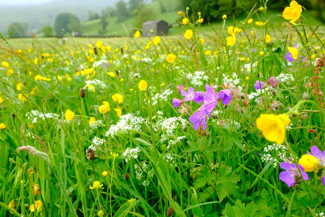 Close up of a wildflower meadow