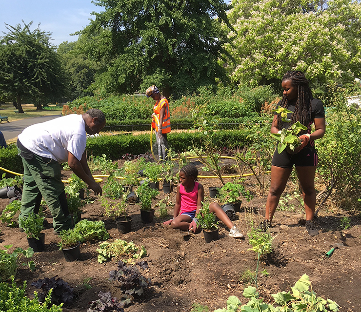 People harvesting vegetables from the community garden