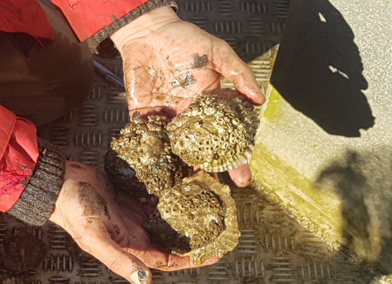 Two hands holding oysters