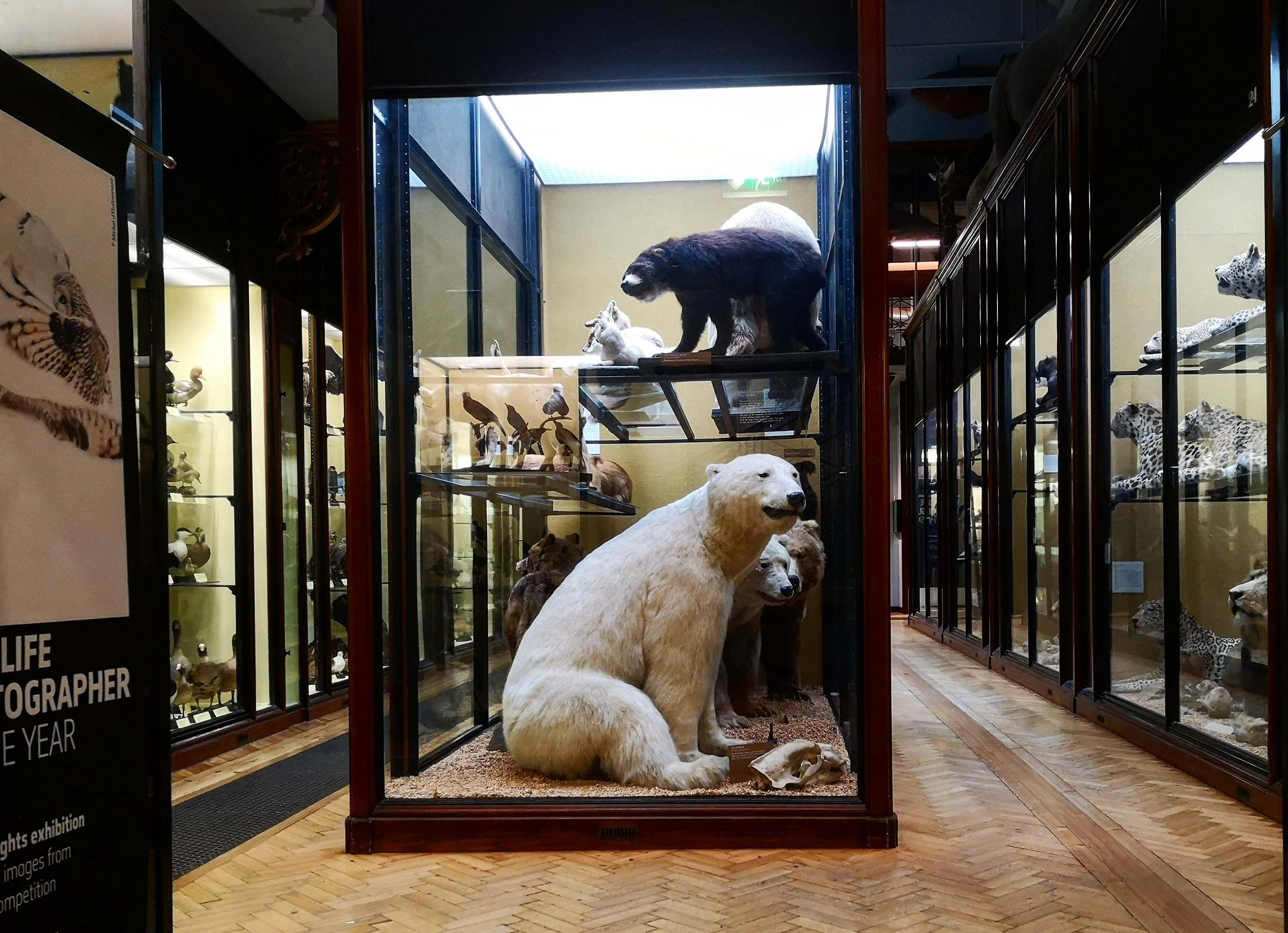 Polar Bear in display case