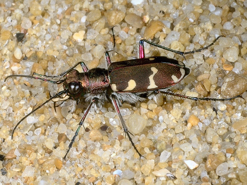 Northern Dune Tiger Beetle