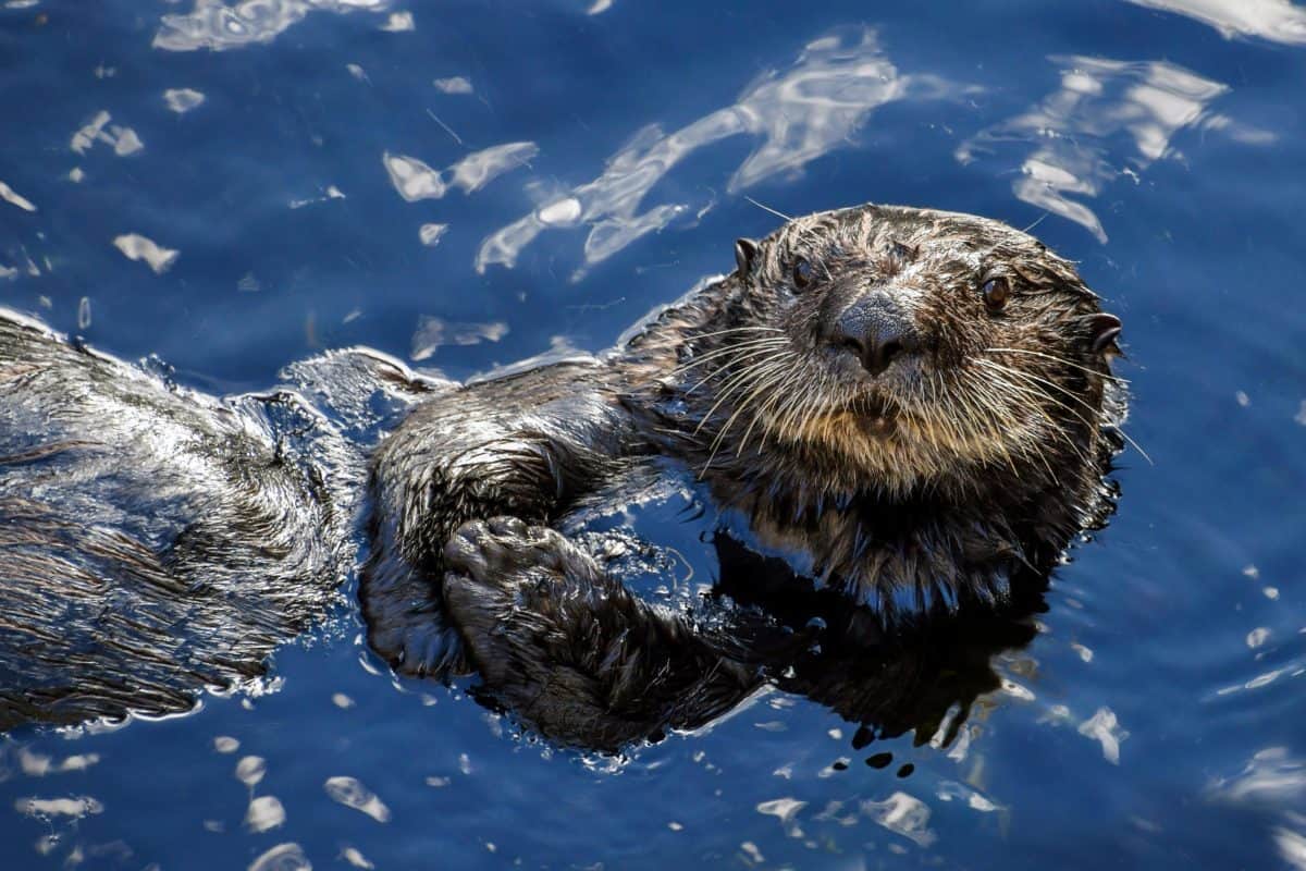Otter 
