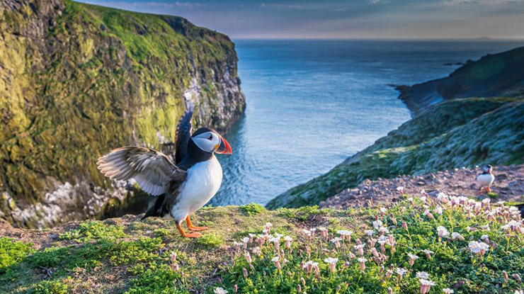 A puffin flapping its wings